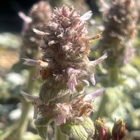 Stachys byzantina 'Silky Fleece'